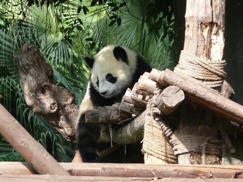 Pandas (045).jpg